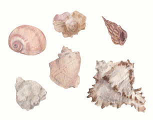 Set of  six watercolor seashells isolated on white background. Illustration.