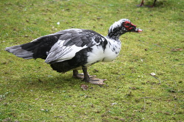 Cairina moschata