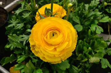 Ranunculo de flor amarilla