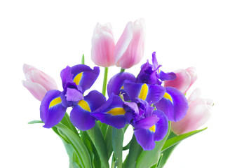Posy of blue irises and pik tulips close up isolated on white background