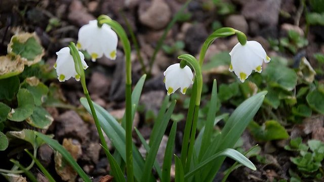 Der Fr&uuml;hling ist da - die Fr&uuml;hlingsknotenblumen zeigen es an (Nahaufnahme)