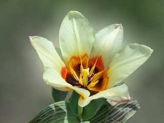 Beautiful spring yellow tulip