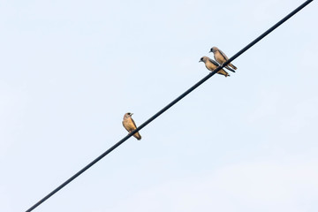  bird  sitting on the rope