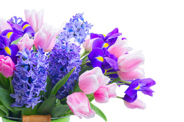 Pink tulips and blue hyacinths fresh flowers t close up isolated on white background