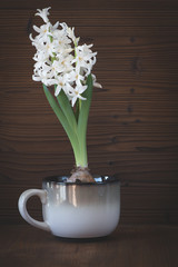 Weiße Hyazinthe im Blumentopf
