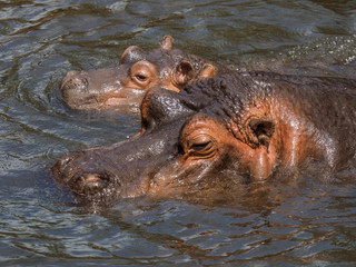 泳ぐカバの親子