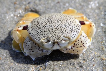 Crab