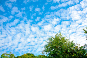 blue sky and fluffy clouds and leaves trees on nature background texture
