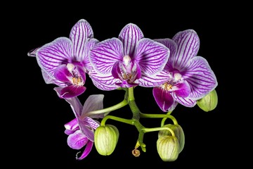 Phalaenopsis Orchidee mit Blüten auf schwarzem Hintergrund