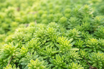 plant Succulente Sedum Crassulaceae Bithinicum