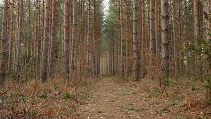 Path through pine tree forest