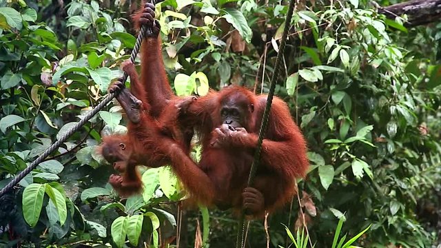 A wild Endangered female Orangutan (Pongo pygmaeus) and her baby play and eat in a tree in the jungles of Malaysia, Borneo. Semenggoh Nature Reserve rehabilitates the wild apes in open forest.