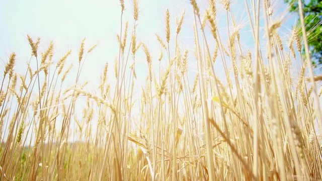 Green and golden barley field swaying in wind. Sunny clear sky day slow motion 4k