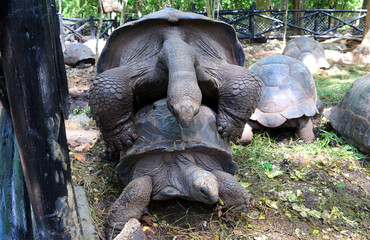 Naklejka premium Seychelles turtle