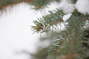 Two wedding rings on fir tree branch
