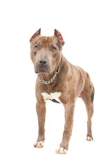 Portrait of a pit bull standing isolated on white background