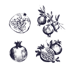 Pomegranate hand drawn set. Collection on white background, isolated fruit whole, cutaway, on a branch. Vector sketch vintage style illustration.