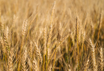 Sunny wheat field. Rurual landscape