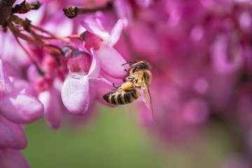 Bee gathers honey from purple flowers on the tree in springtime