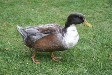 canard pilet