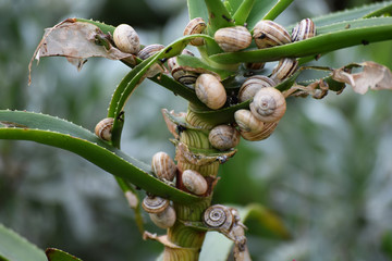 Petits escargots sur une plante.