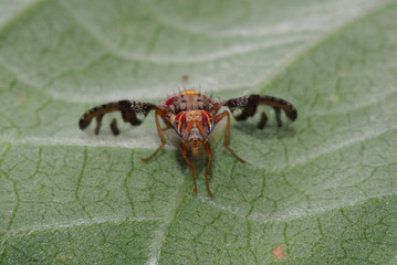Mauritius hoverfly on leaf