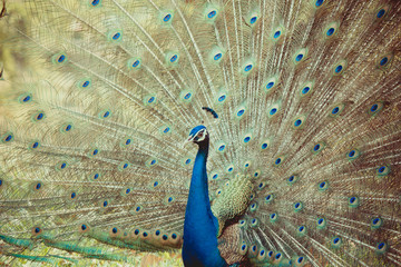 Portrait of beautiful peacocks are spread tail-feathers.