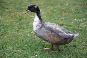 canard de vouillé