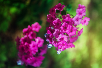 Obraz premium Phlox is a perennial blooming herbaceous plant. Pink phlox flowers in the garden, lit by the sun