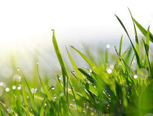 Fresh green blades of grass with dew drops closeup.