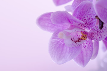 Naklejka na ściany i meble Mini Orchideen