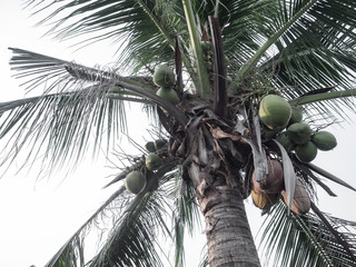 Bunch coconut on tree