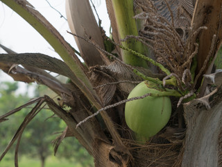 Bunch Green coconut on tree