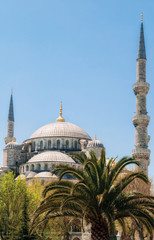 Fototapeta na wymiar Blue Mosque with palm tree in Istanbul