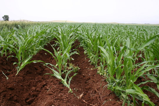 tarım