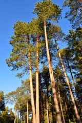 стройные сосны на фоне голубого неба. © nikpul