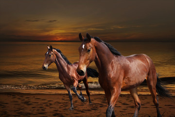Horses jumping near the water at sunset