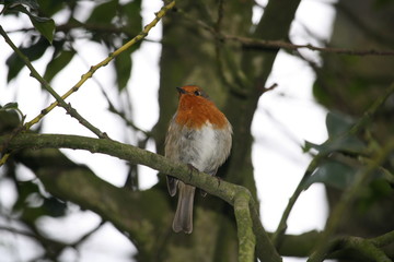 Rouge gorge