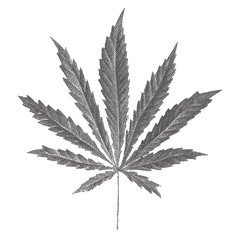 Vector illustration of dotted Cannabis sativa leaf