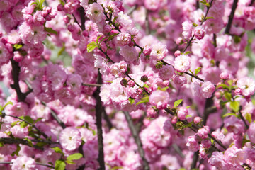 Naklejka premium Flowering Japanese Cherry in spring.