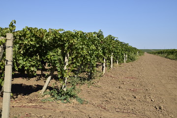 Fototapeta na wymiar The grape gardens. Cultivation of wine grapes at the Sea of Azov