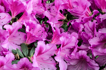beautiful pattern of purple lilies in spring