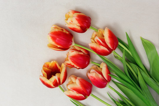 Bouquet of red tulips lying on a light background. Top view. Copy space. Free place for your text. Horizontal format. Cut flowers.
