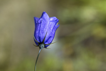 Blue Bell