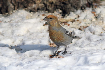 Pinicola enucleator. The female birds in Siberia
