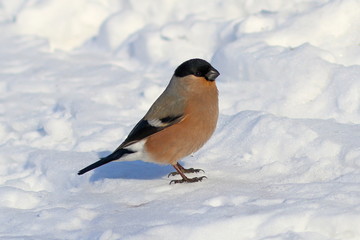 Pyrrhula pyrrhula. Male bullfinch closeup