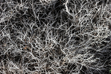 Thorny plant 