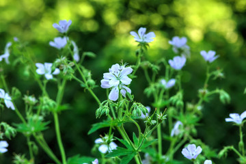 Wild flower. A geranium flower growing on a summer meadow. 