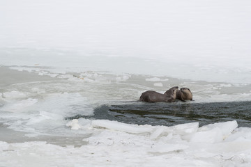 Fototapeta premium Lontra. North American river otter.