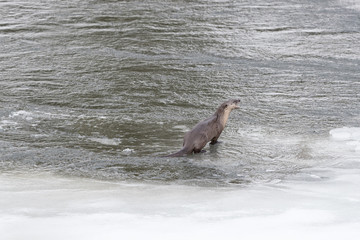 Lontra. North American river otter.